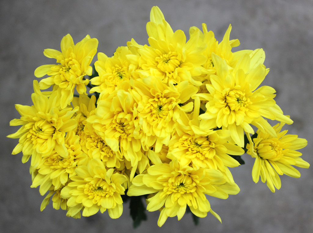 Pompon Cushion - Yellow - Photo Credit Allison Linder