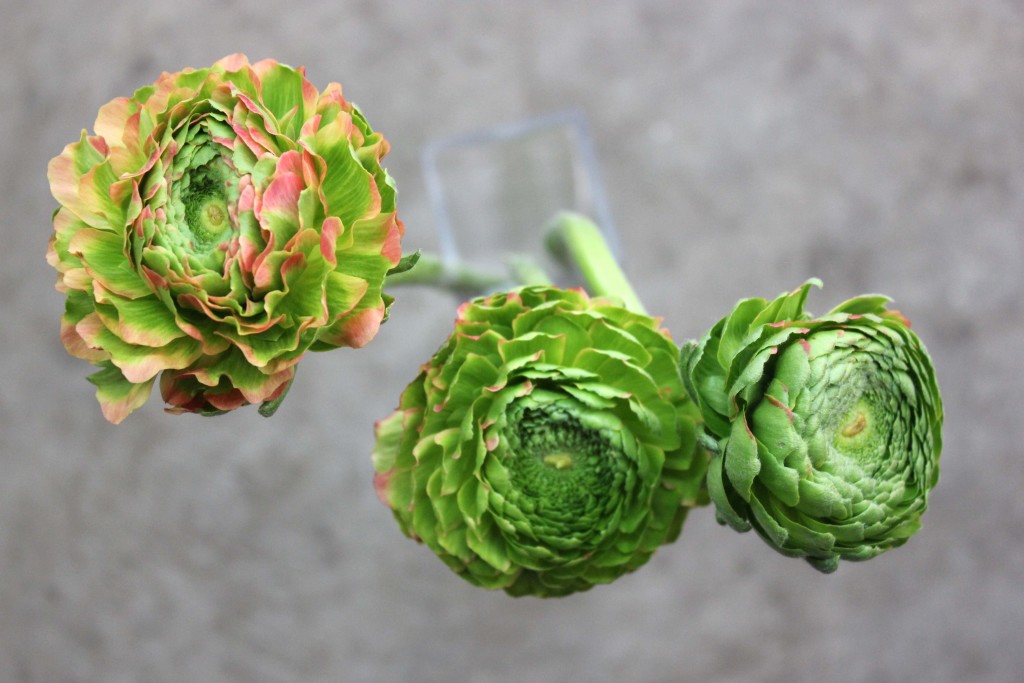 Ponpon Ranunculus - Green and Peach - Photo Credit Allison Linder