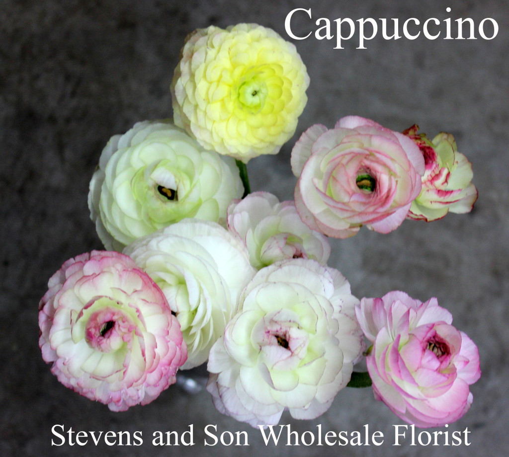 Ranunculus - Cappuccino - Photo Credit Allison Linder