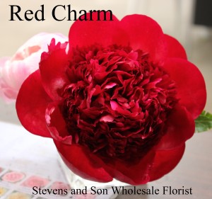 Red Charm Peony - Photo Credit Allison Linder