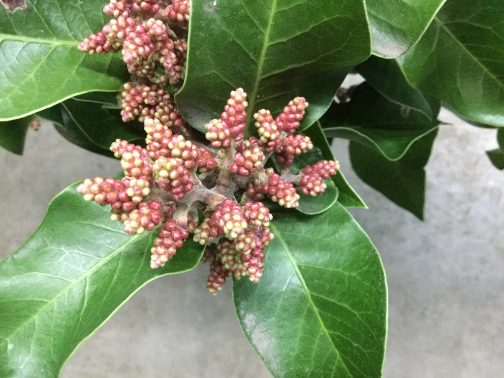 Rose Sumac - Detail - Photo Credit Allison Linder
