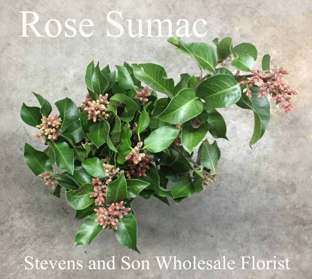 Rose Sumac - Photo credit Allison Linder