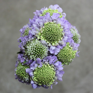 Scabiosa - Lavender - Photo Credit Allison Linder