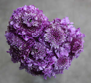 Scabiosa - Purple - Photo Credit Allison Linder