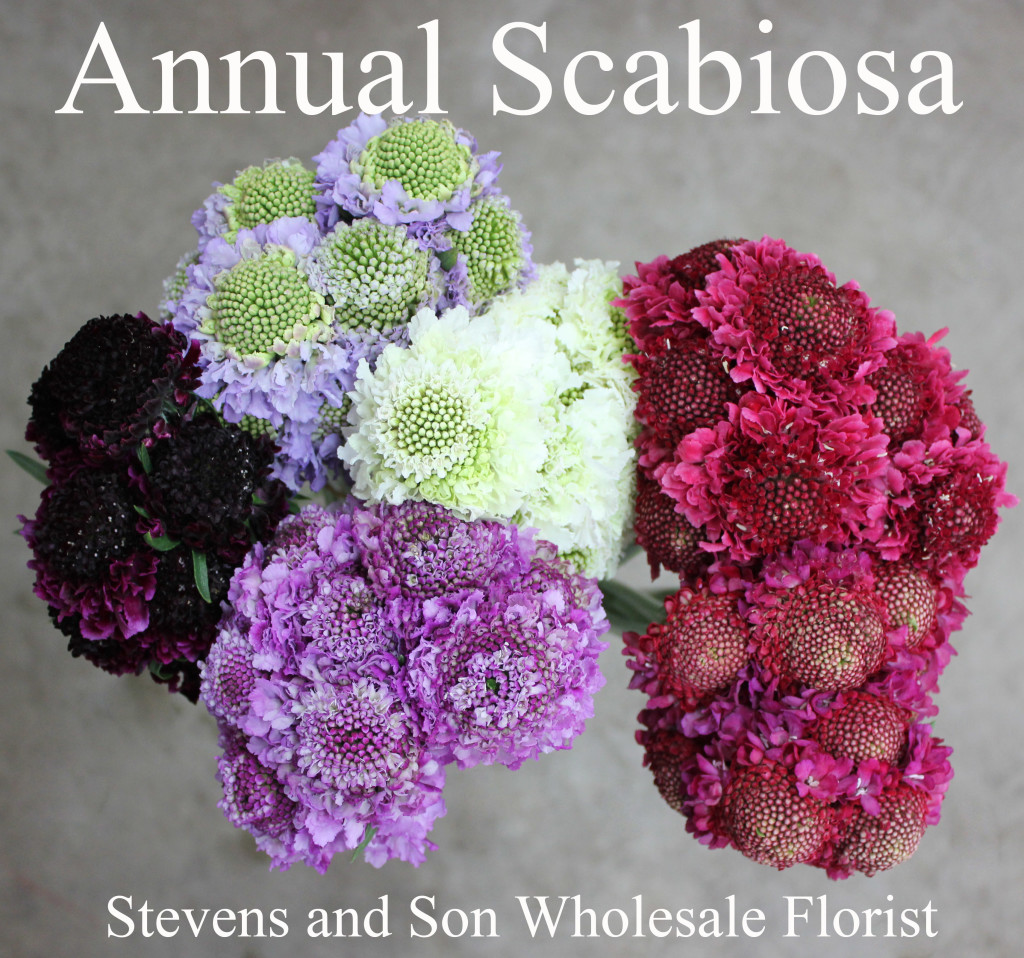 Scaboisa Annual - Photo credit Allison Linder