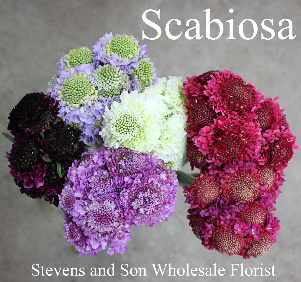 Scaboisa - Photo credit Allison Linder