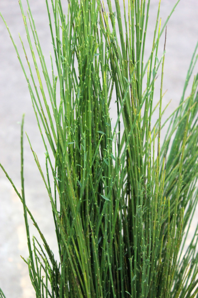 Scotch Broom | Stevens and Son Wholesale Florist