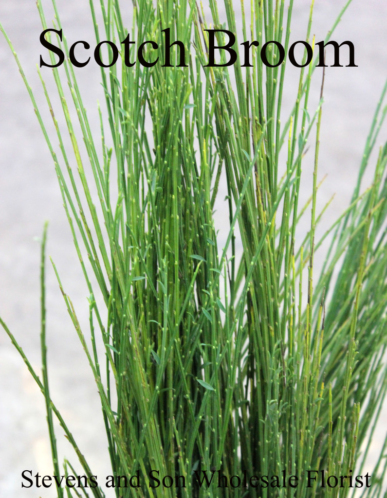 Scotch Broom - Photo Credit Allison Linder