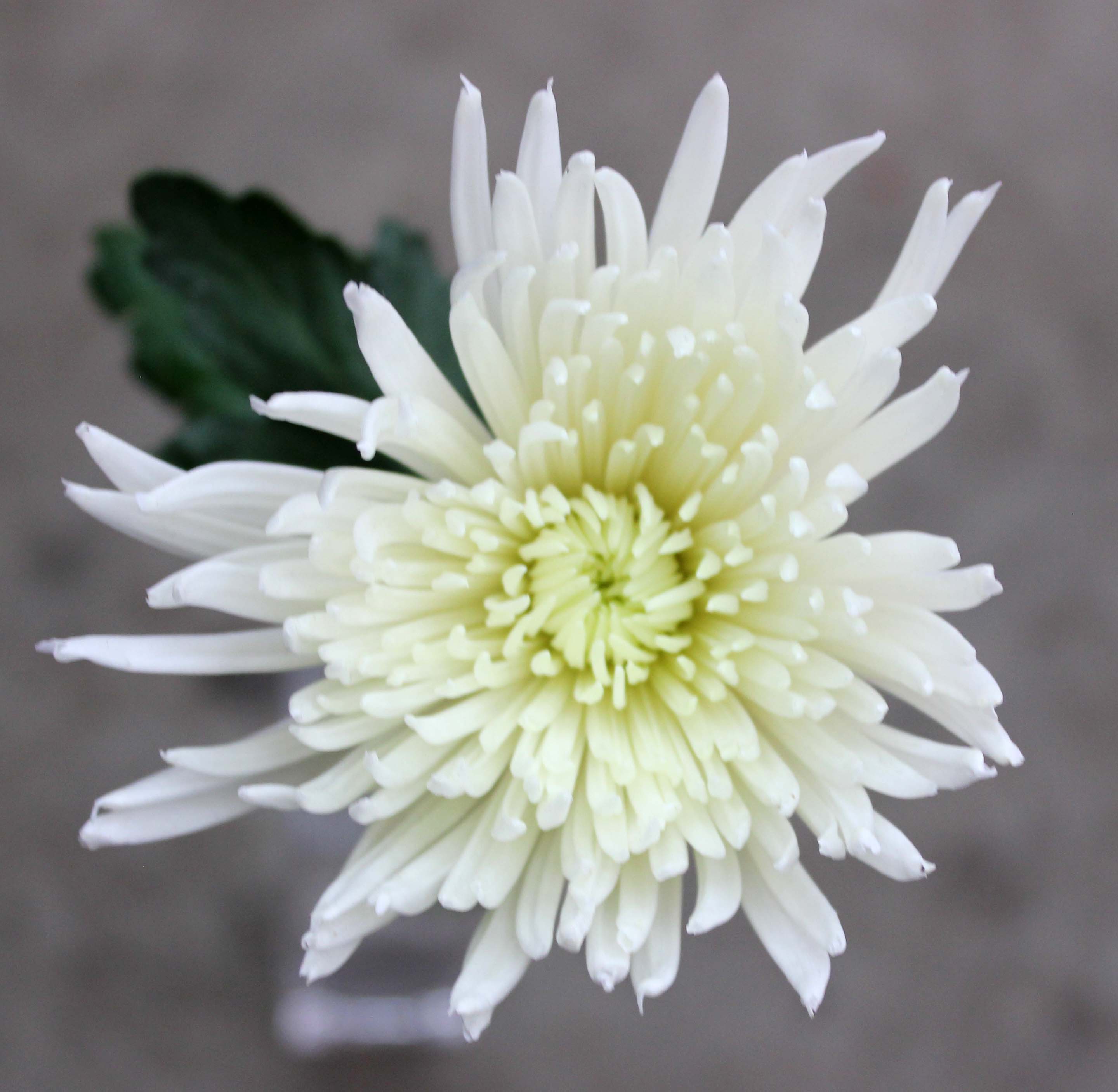 Spider Mums Stevens and Son Wholesale Florist