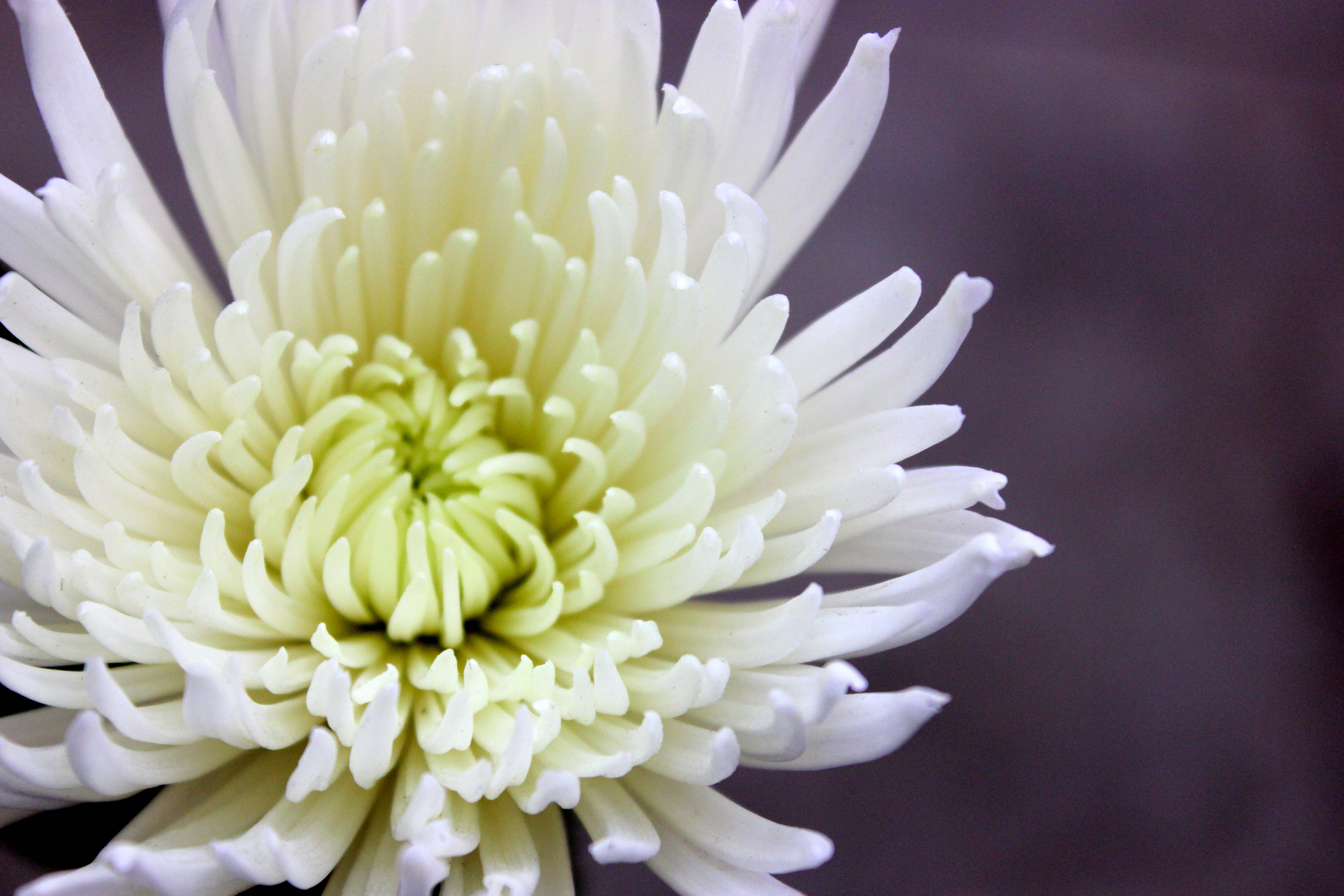 Spider Mums | Stevens and Son Wholesale Florist
