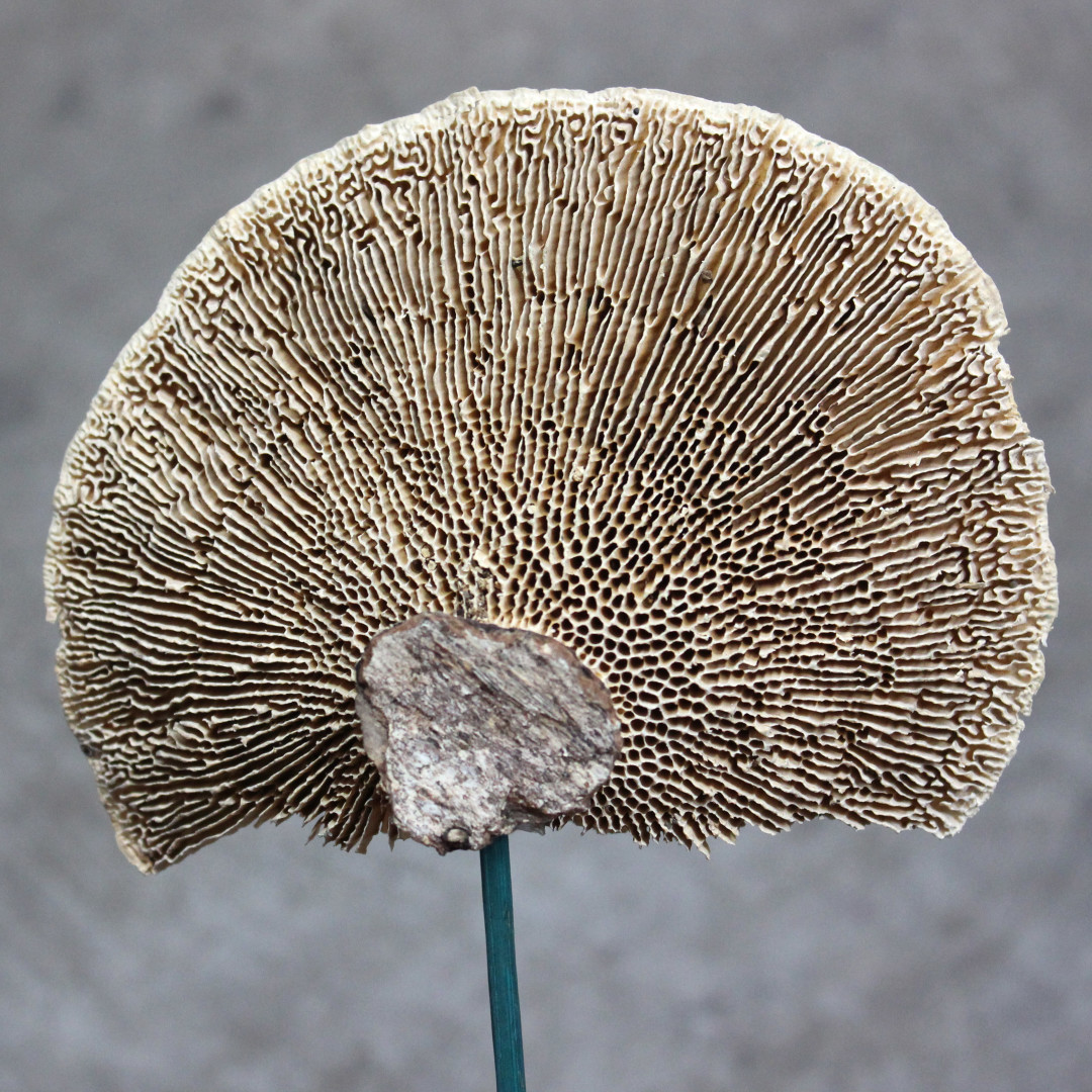 Sponge Mushroom Stevens and Son Wholesale Florist