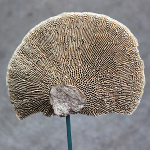 Sponge Mushroom - Back - Photo Credit Allison Linder