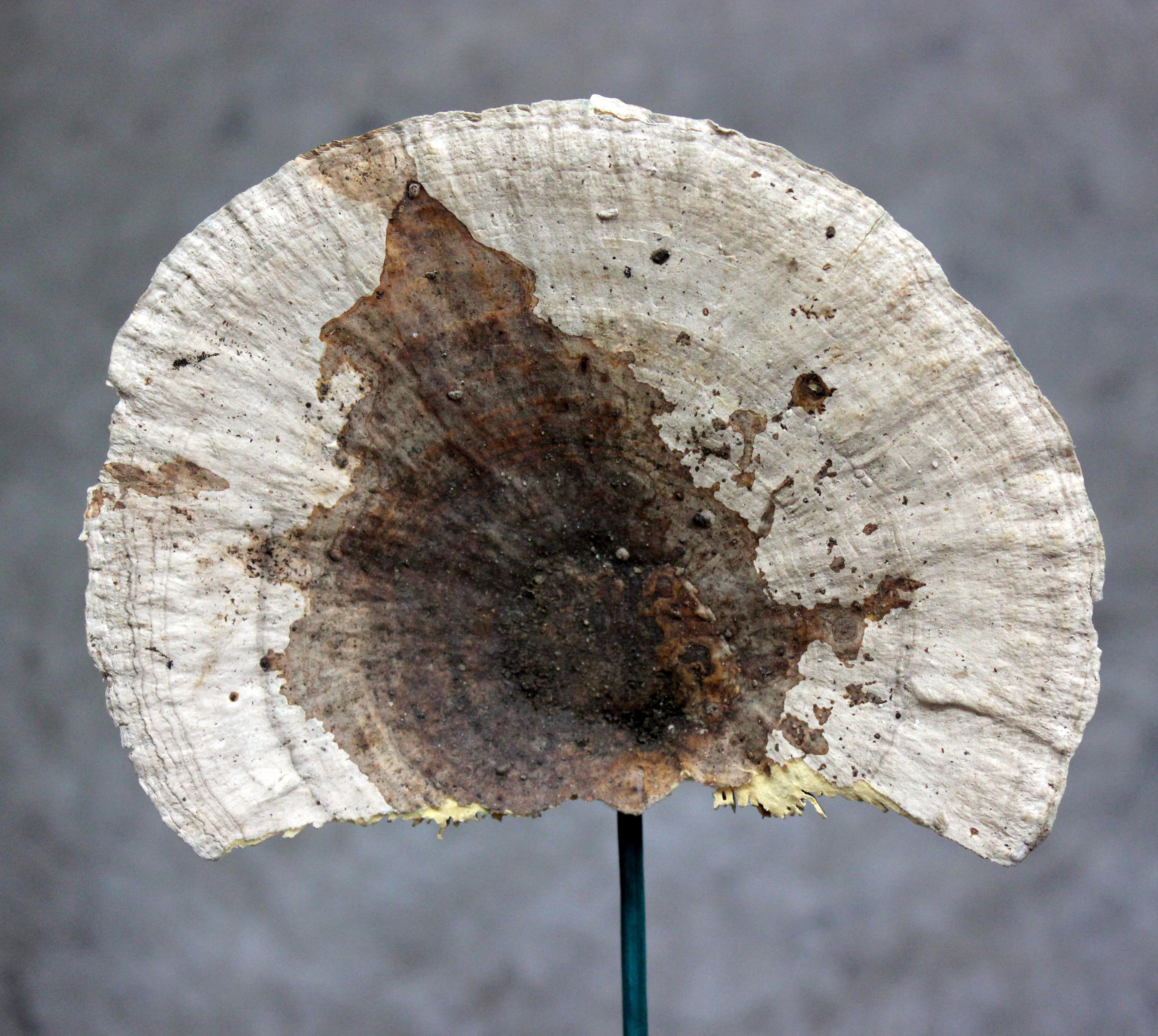 Sponge Mushroom | Stevens and Son Wholesale Florist