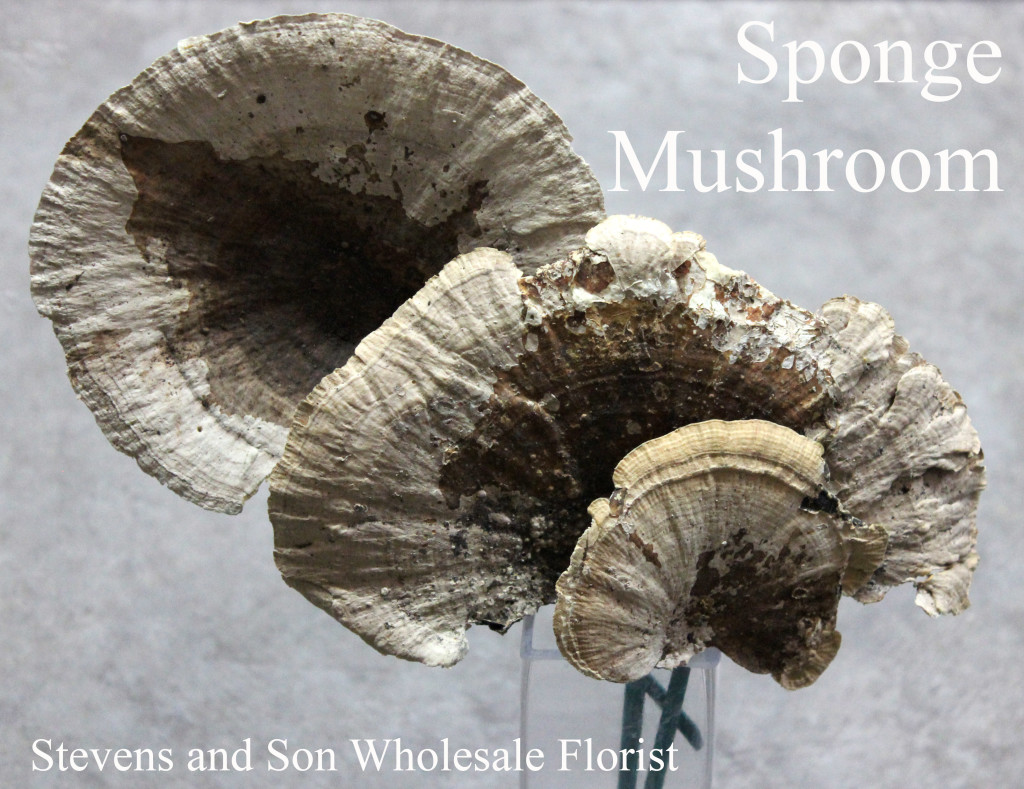 Sponge Mushroom - Photo Credit Allison Linder