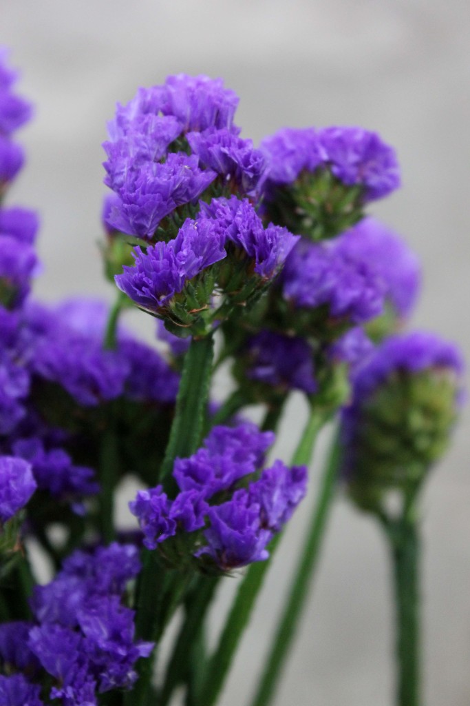 Statice - Purple Detail - Photo Credit Allison Linder