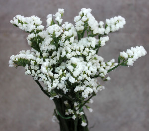 Statice - White Side - Photo Credit Allison Linder