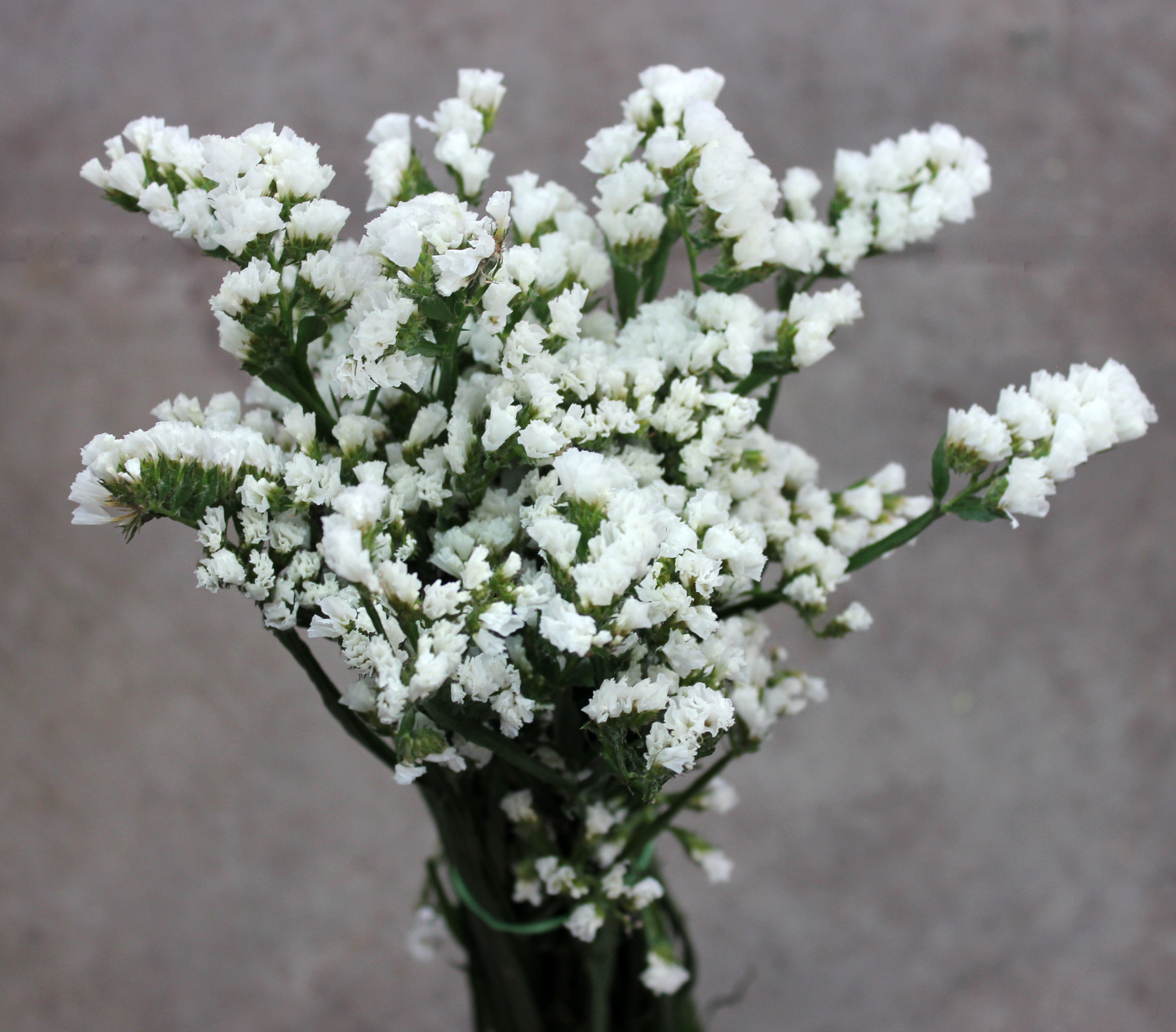 Statice Stevens and Son Wholesale Florist