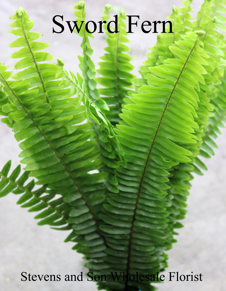 Sword Fern - Photo credit Allison Linder