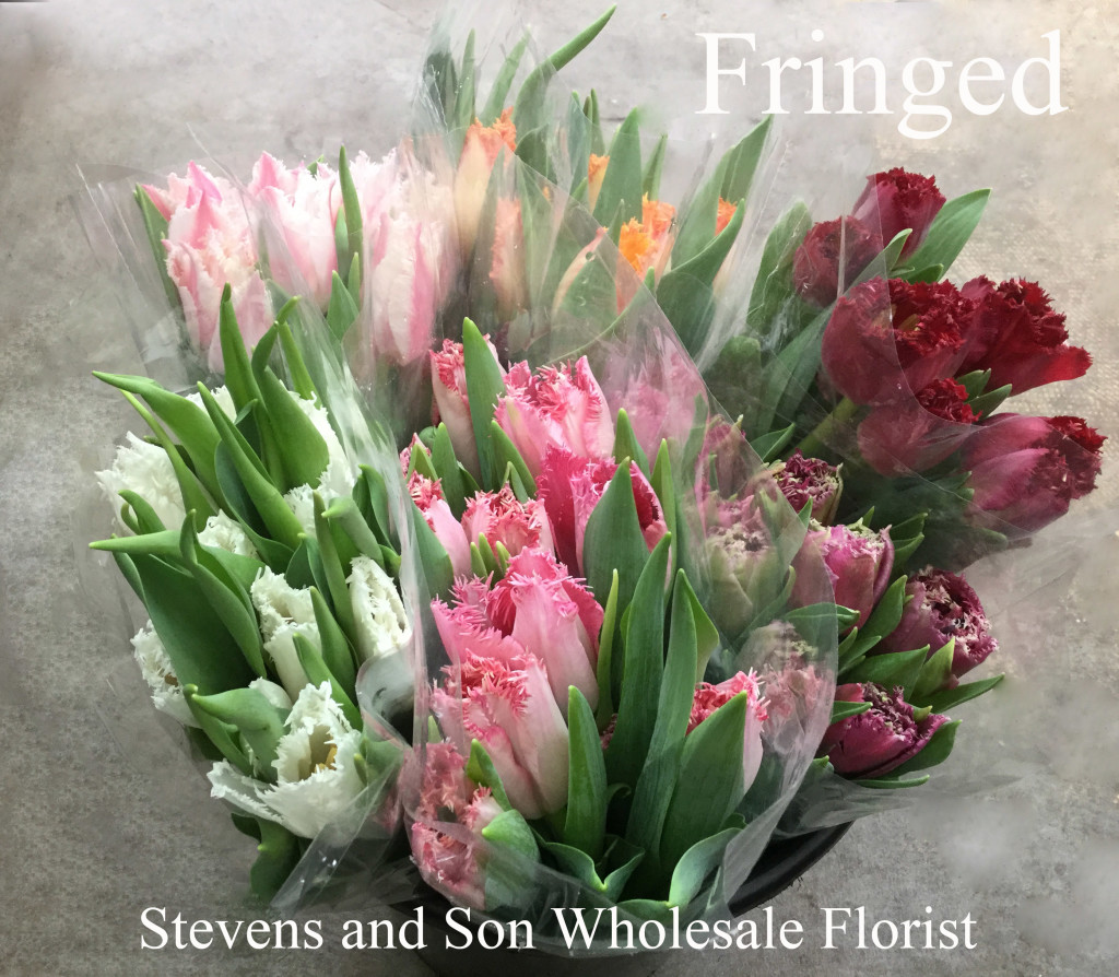 Tulips - Fringed Aerial - Photo Credit Allison Linder