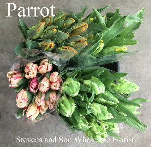 Tulips - Parrot - Photo Credit Allison Linder