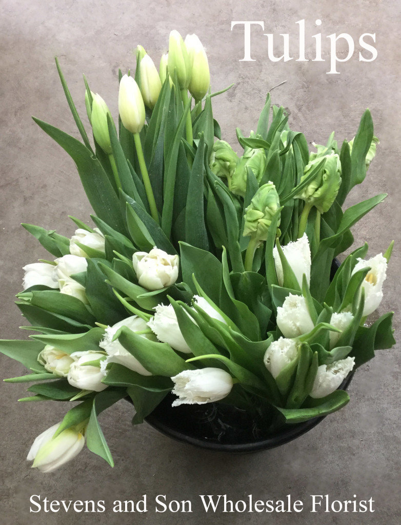 Tulips - Photo Credit Allison Linder