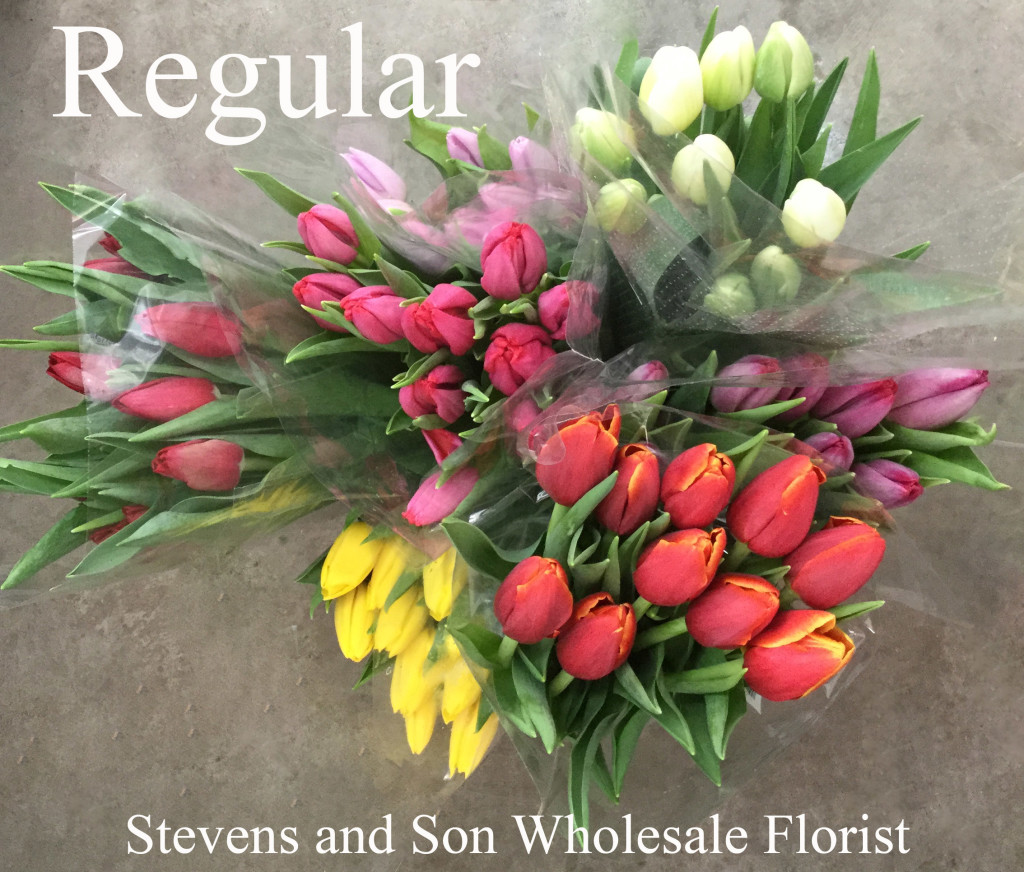 Tulips - Regular - Photo Credit Allison Linder