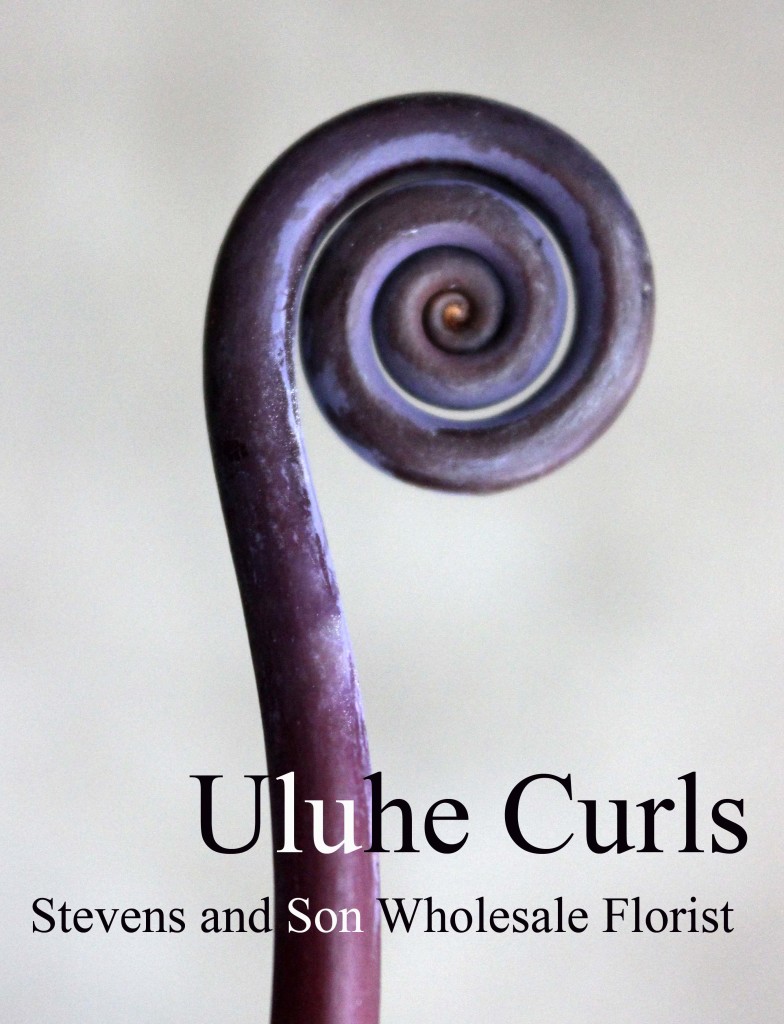Uluhe Curls - Photo Credit Allison Linder