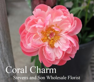 coral charm peony photo courtesy Allison Linder