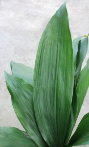 Aspidistra - Green - Photo Credit Allison Linder