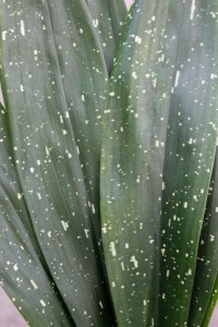 Aspidistra - Milkyway - Photo Credit Allison Linder