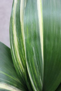 Aspidistra - Variegated - Photo Credit Allison Linder