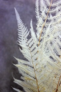 Bleached Fern - Detail - Photo Credit Allison Linder