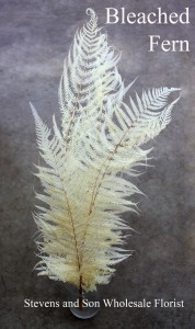 Bleached Fern - Photo Credit Allison Linder