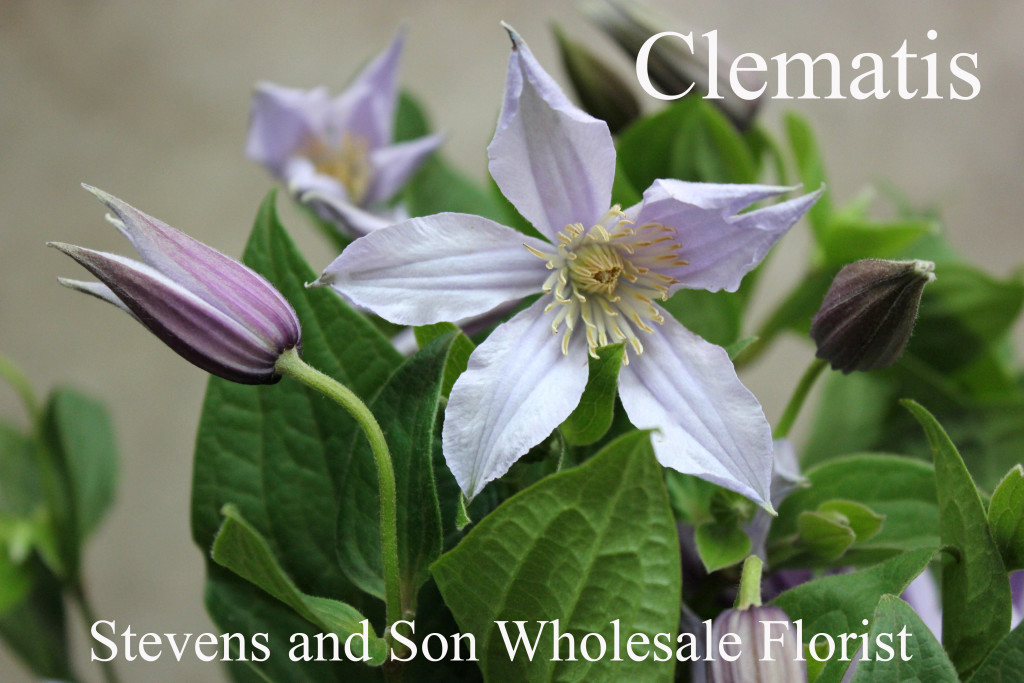 Clematis - Photo Credit Allison Linder