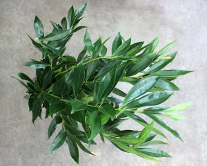 Cocculus - Aerial - Photo Credit Allison Linder