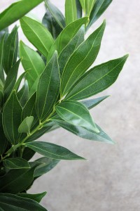 Cocculus - Detail - Photo Credit Allison Linder