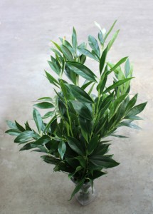 Cocculus - Side - Photo credit Allison Linder