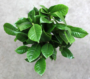 Gardenia - Aerial - Photo Credit Allison Linder
