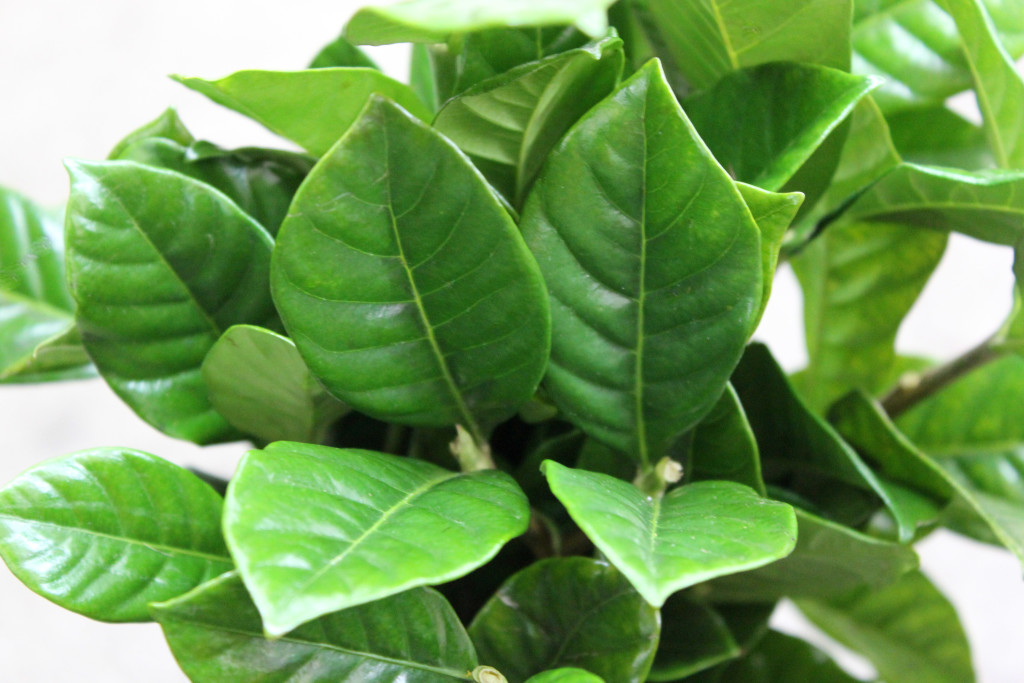 Gardenia - Detail - Photo Credit Allison Linder
