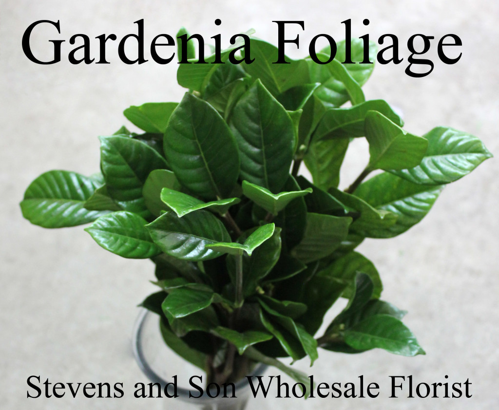 Gardenia - Photo Credit Allison Linder