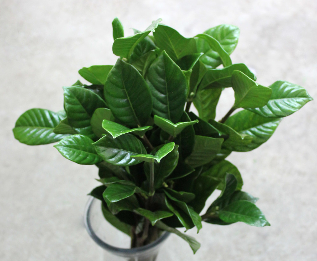 Gardenia - Side - Photo Credit Allison Linder