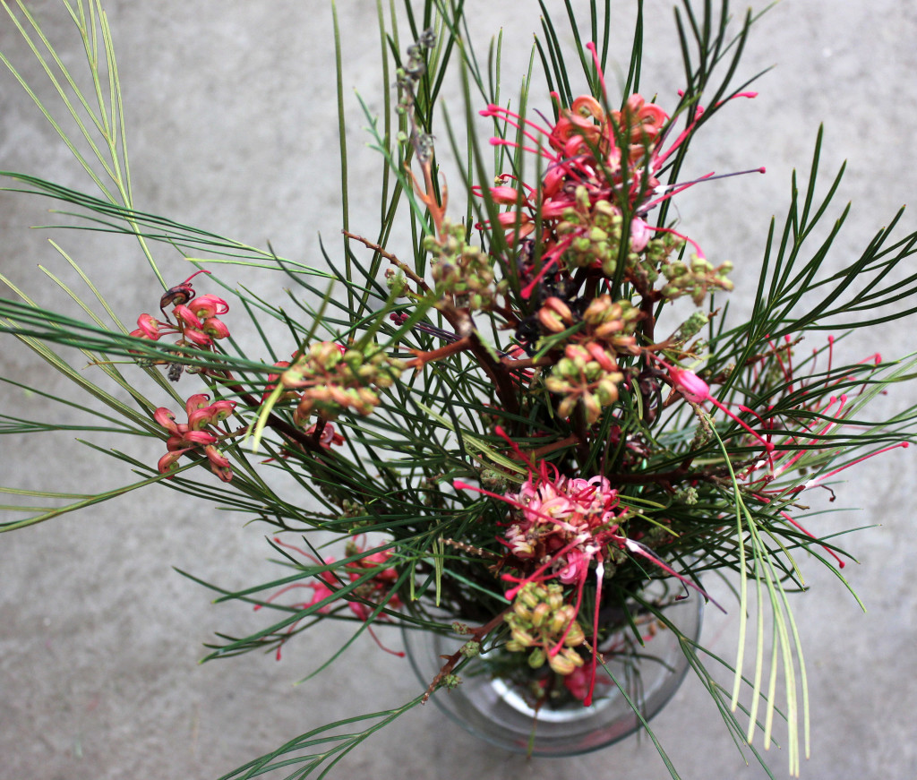 Grevillea Johnsonii - Aerial - Photo Credit Allison Linder