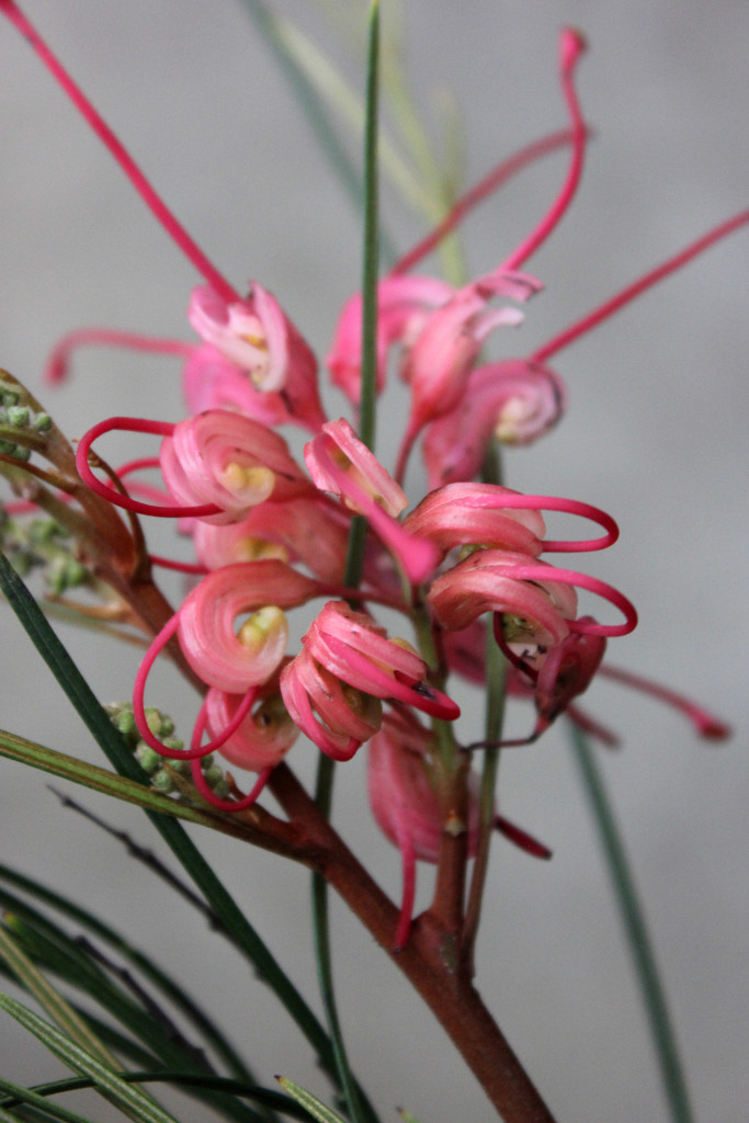Grevillea Johnsonii - Bloomed - Photo Credit Allison Linder