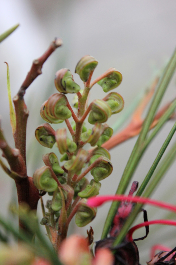 Grevillea Johnsonii - Not Bloomed - Photo Credit Allison Linder
