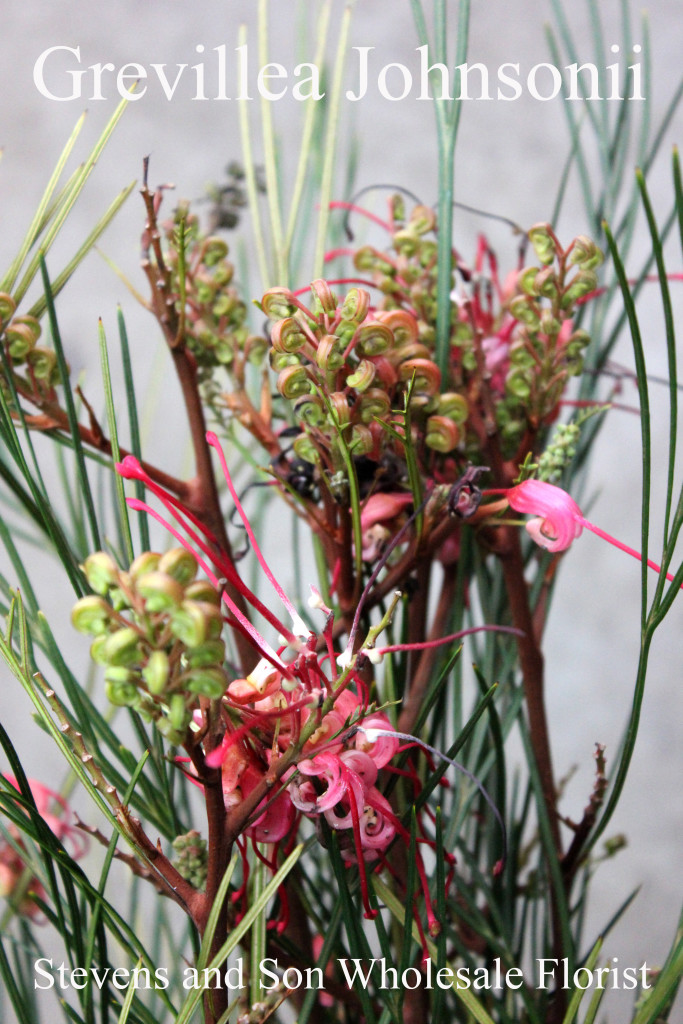 Grevillea Johnsonii - Photo Credit Allison Linder