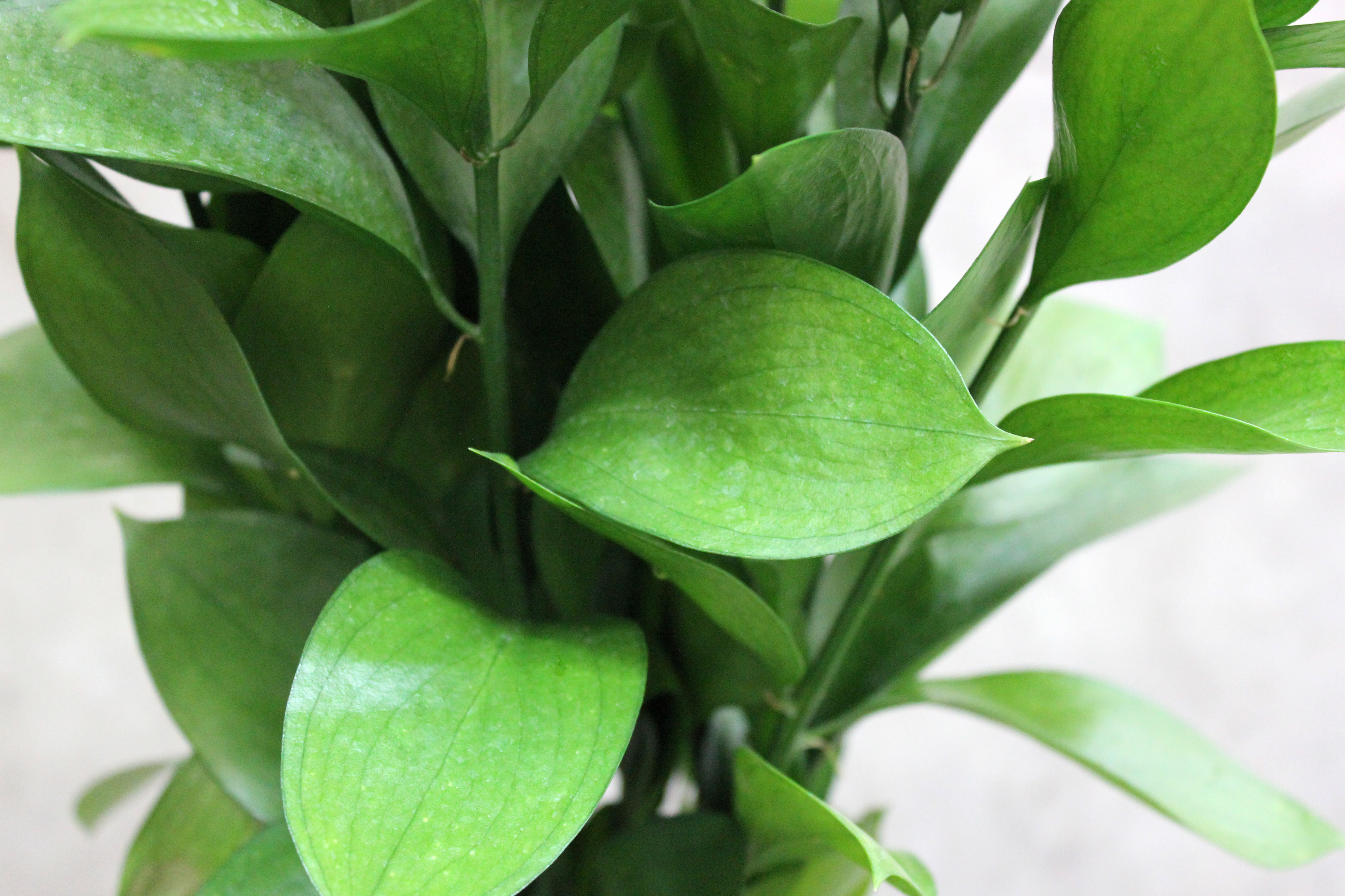 Israeli Ruscus Stevens and Son Wholesale Florist Israeli Ruscus Stevens and Son Wholesale Florist