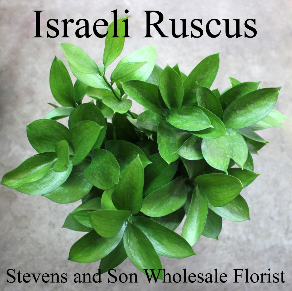 Israeli Ruscus - Photo Credit Allison Linder