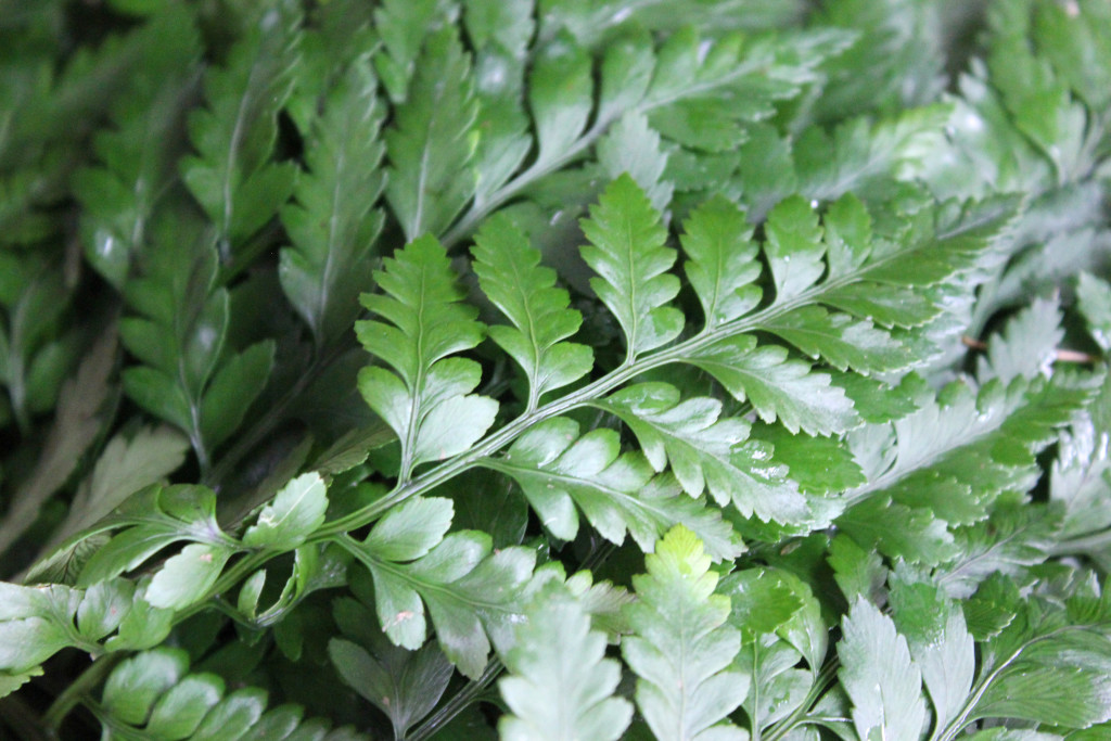 Leather Leaf Fern Stevens and Son Wholesale Florist