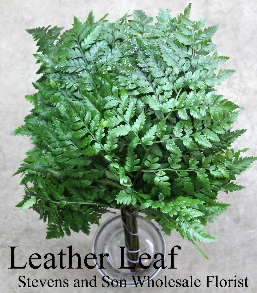 Leather Leaf - Photo Credit Allison Linder