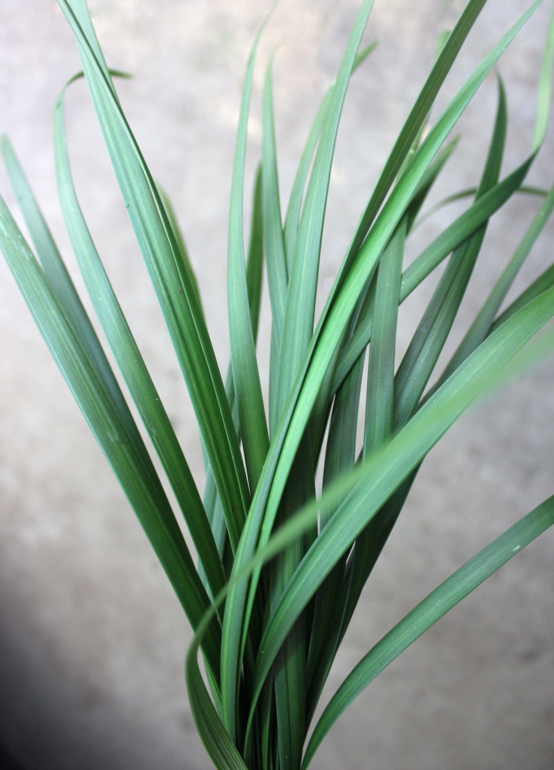 Lily Grass Stevens and Son Wholesale Florist